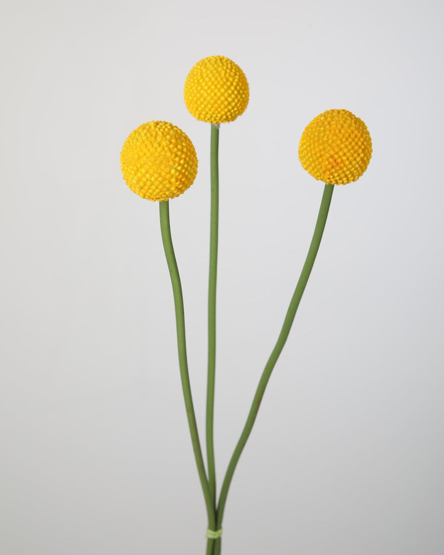 Craspedia Spray 55cm