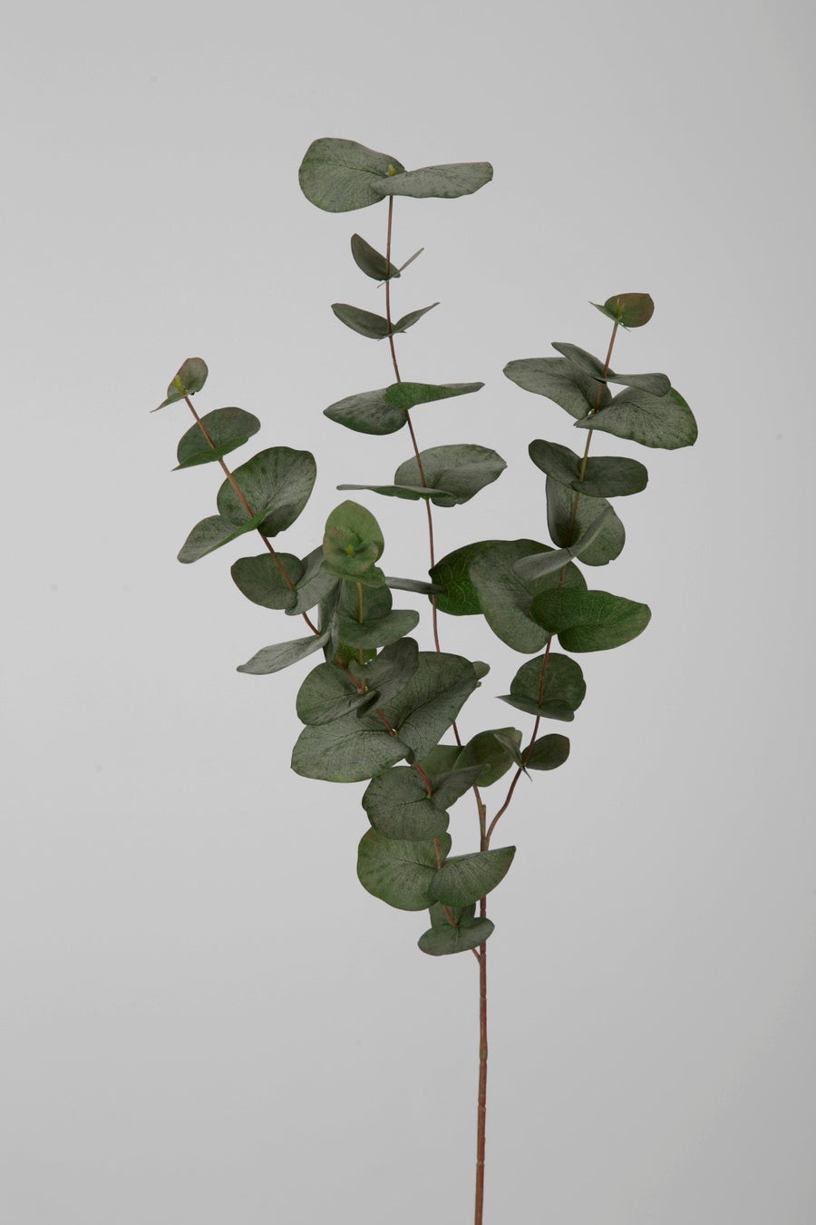 Eucalyptus Spray 100cm