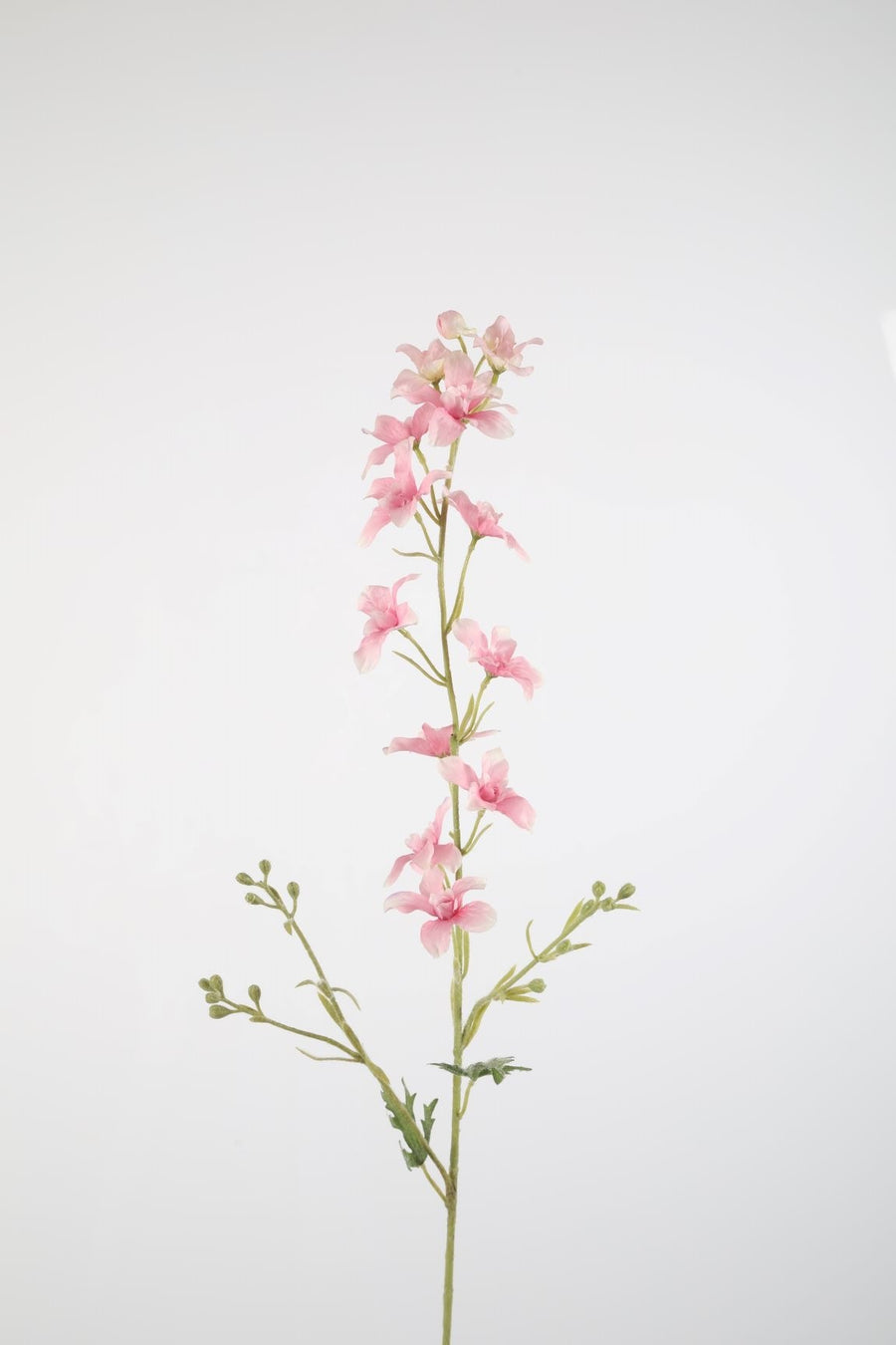 Delphinium  Stem 100cm
